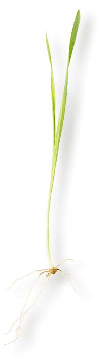 Изображение с травой