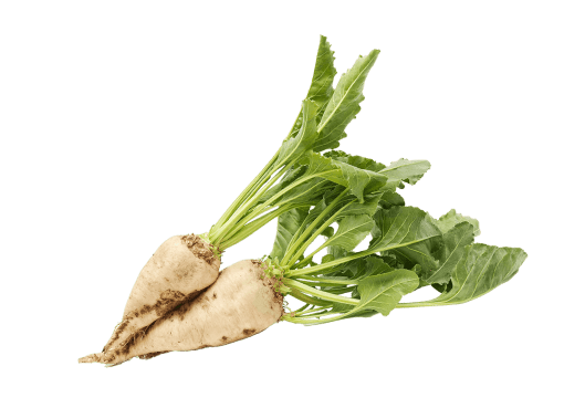 Изображение со свеклой